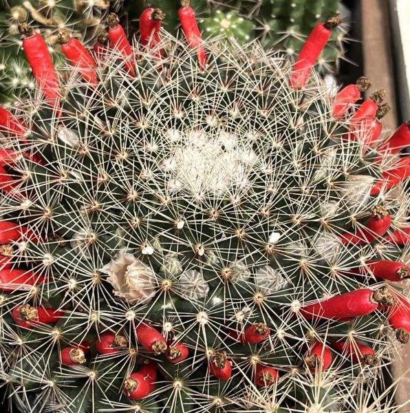 Mammillaria heyderi var. hemisphaerica SB859